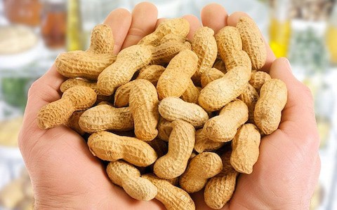 Peanut Allergy Vaccine Takes Big Step Forward With First Human Tests Saiba Biotech